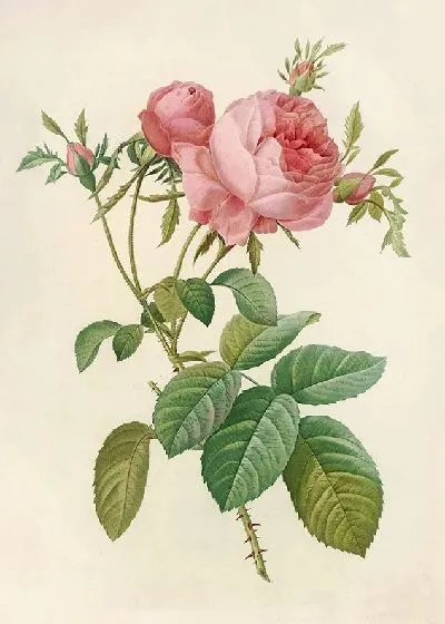 Картина Роза Сентифолия Листовидная (1817–1824)