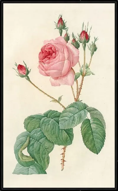 Картина Роза Сентифолия Буллата (1817–1824)
