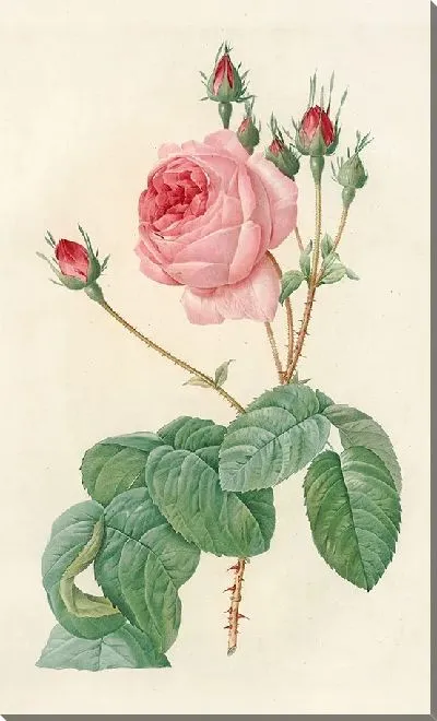 Картина Роза Сентифолия Буллата (1817–1824)