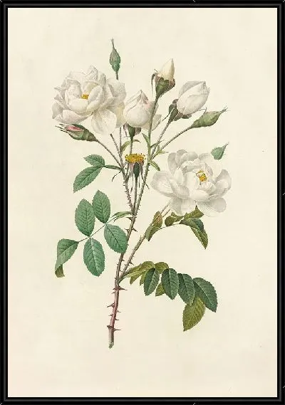 Картина Роза Кампанулата Альба (1817–1824)