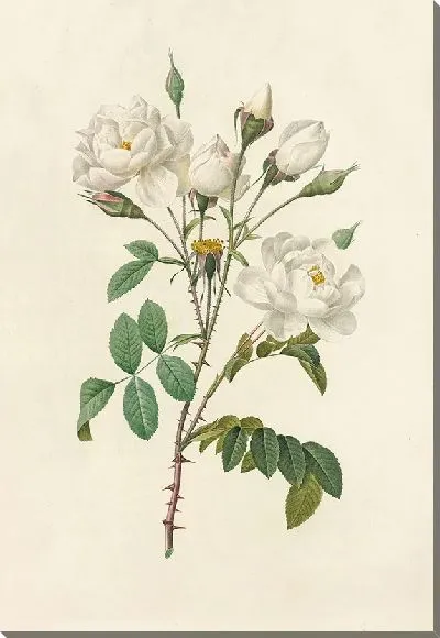 Картина Роза Кампанулата Альба (1817–1824)