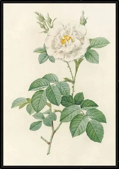 Картина Роза Альба листовидная (1817 – 1824)