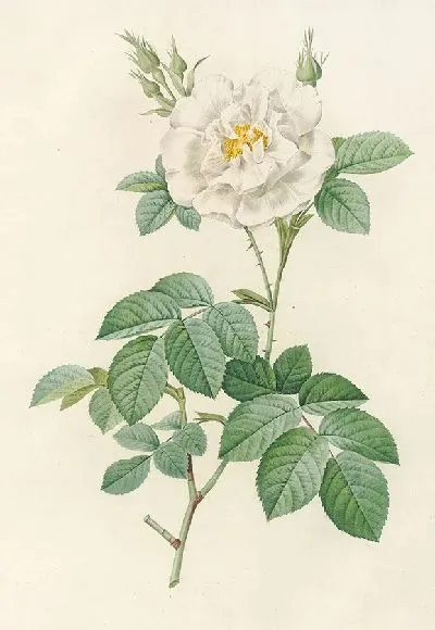 Картина Роза Альба листовидная (1817 – 1824)