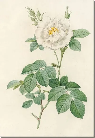 Картина Роза Альба листовидная (1817 – 1824)