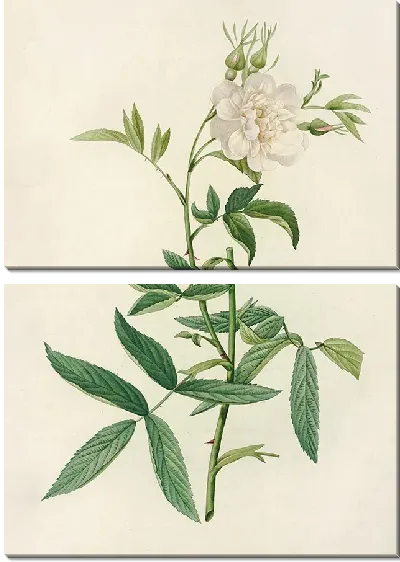 Картина Роза Альба Цимбефолия (1817–1824)