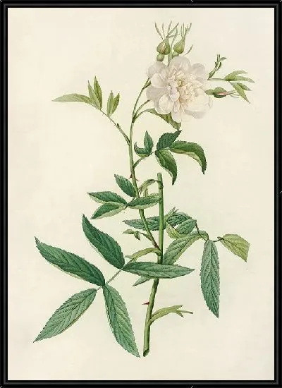 Картина Роза Альба Цимбефолия (1817–1824)