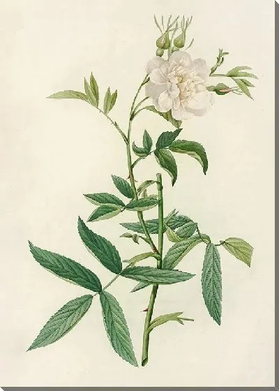 Картина Роза Альба Цимбефолия (1817–1824)