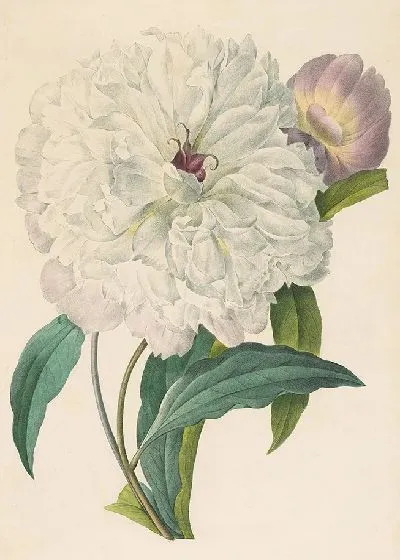 Картина Пион (1827)