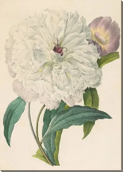 Картина Пион (1827)