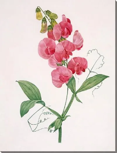 Картина Вечный горох (1827 г.)