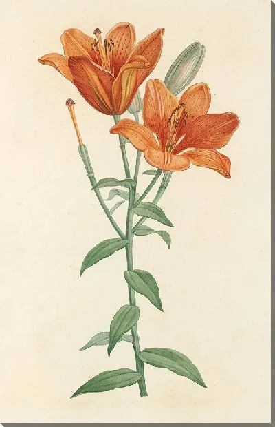 Картина Выбор самых красивых цветов №1