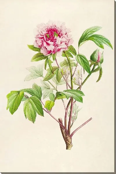 Картина Выбор самых красивых цветов №2