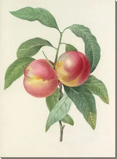 Картина Нектарин