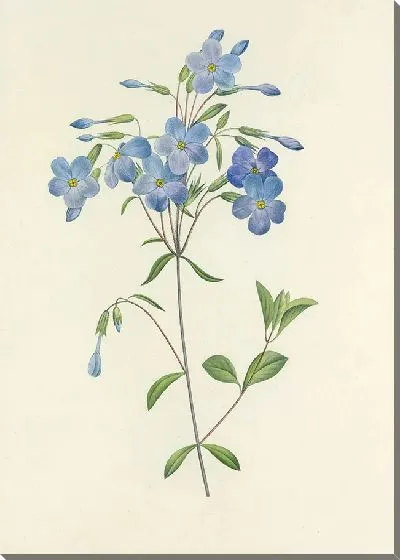 Картина Выбор самых красивых цветов №7