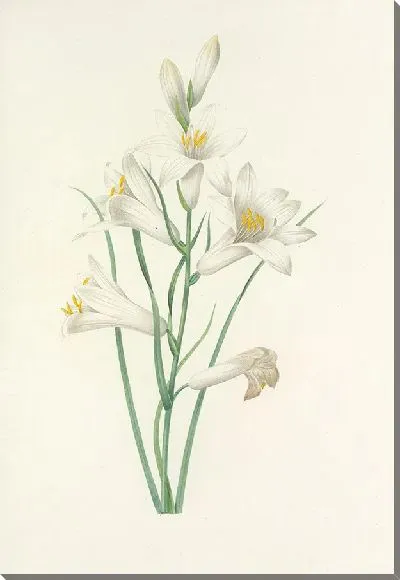 Картина Выбор самых красивых цветов №8