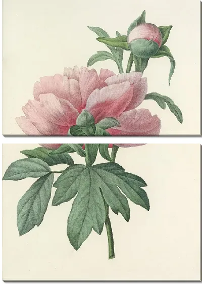 Картина Пионы розовые