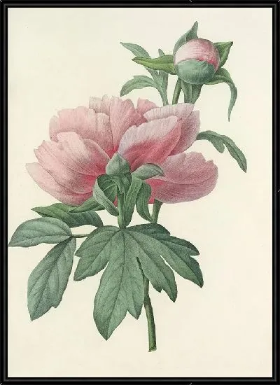 Картина Пионы розовые