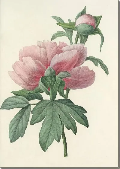 Картина Пионы розовые