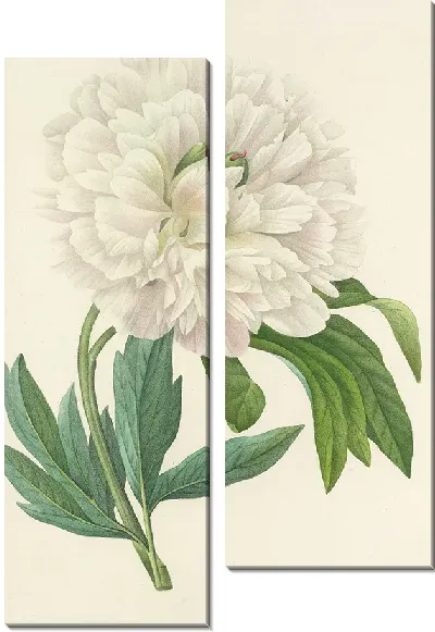 Картина Белый пион