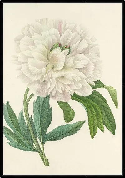 Картина Белый пион