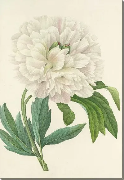 Картина Белый пион