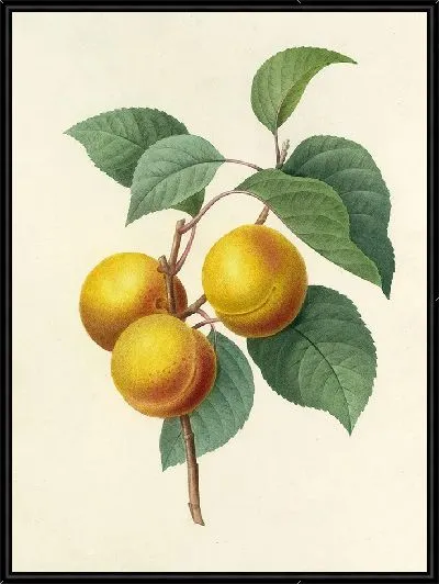 Картина Фрукты