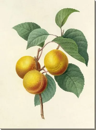 Картина Фрукты