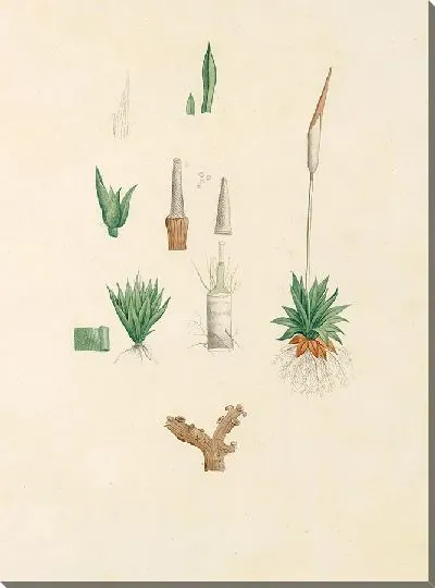 Картина Выбор самых красивых цветов №10