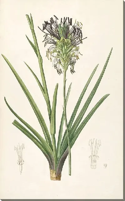 Картина Выбор самых красивых цветов №11