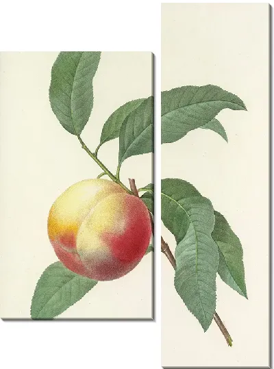 Картина Персик на ветке