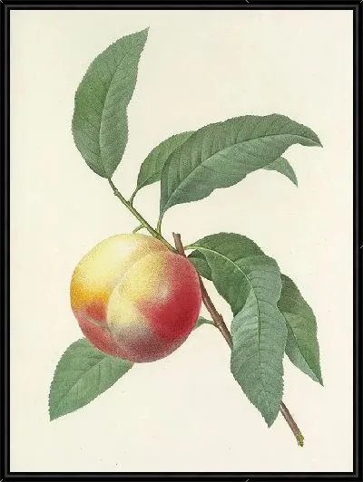 Картина Персик на ветке