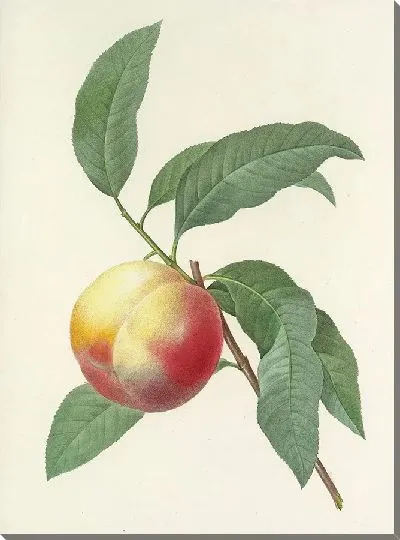 Картина Персик на ветке