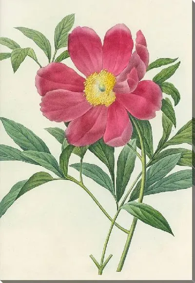 Картина Выбор самых красивых цветов №12