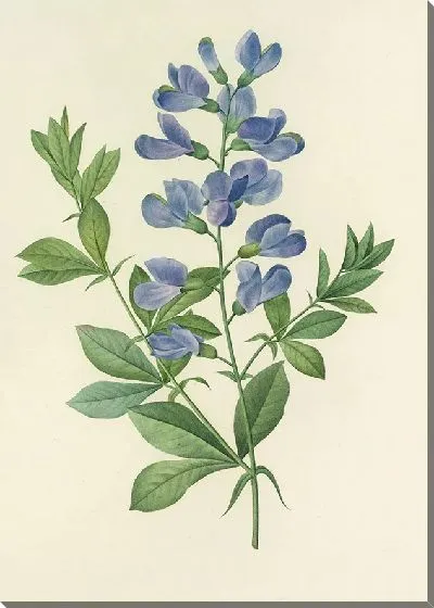 Картина Выбор самых красивых цветов №15