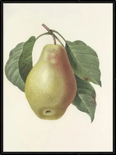 Картина Груша