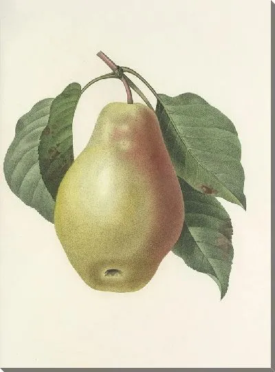 Картина Груша