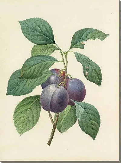 Картина Сливы