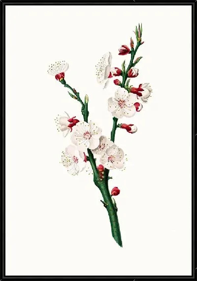 Картина Цветок абрикоса (1817-1839)