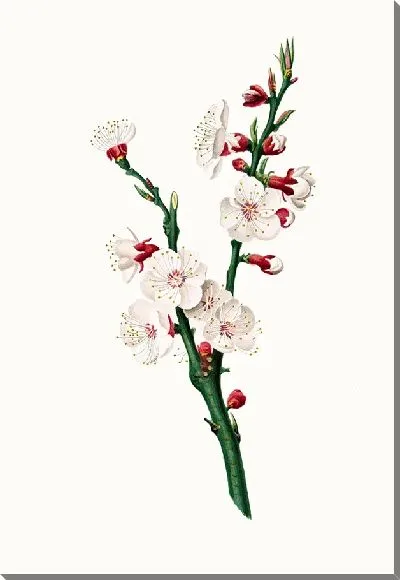 Картина Цветок абрикоса (1817-1839)