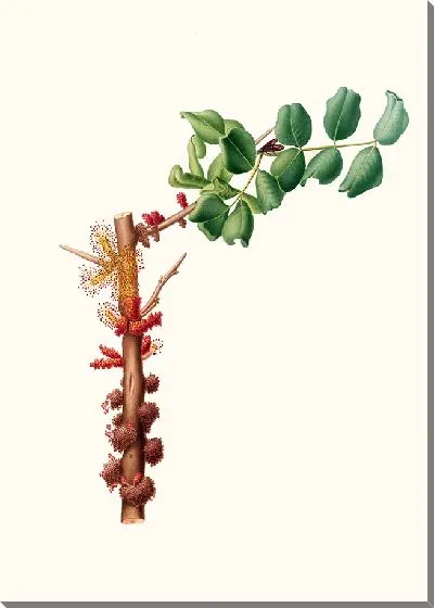 Картина Цветок рожкового дерева (1817-1839)