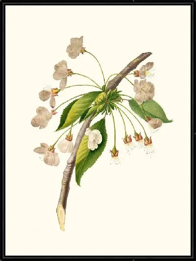 Картина Цветок алычи (1817-1839)