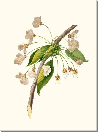 Картина Цветок алычи (1817-1839)