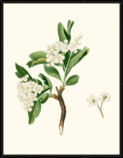 Картина Цветок боярышника (1817-1839)