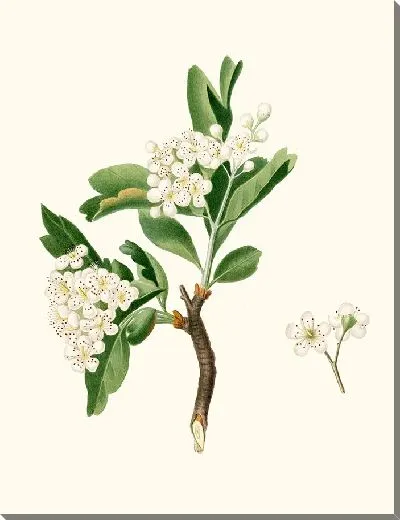 Картина Цветок боярышника (1817-1839)