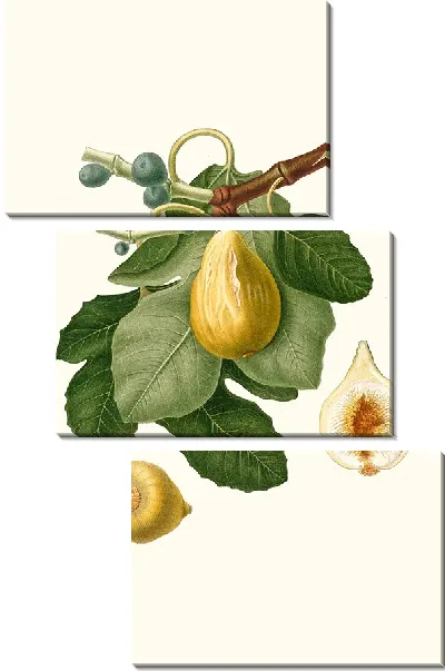 Картина Обыкновенный инжир (1817-1839).