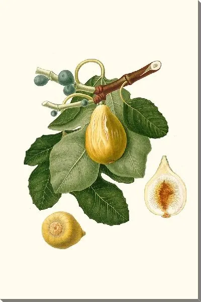 Картина Обыкновенный инжир (1817-1839).