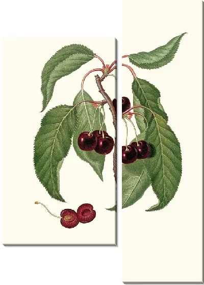 Картина Вишня с твердой мякотью (1817-1839)