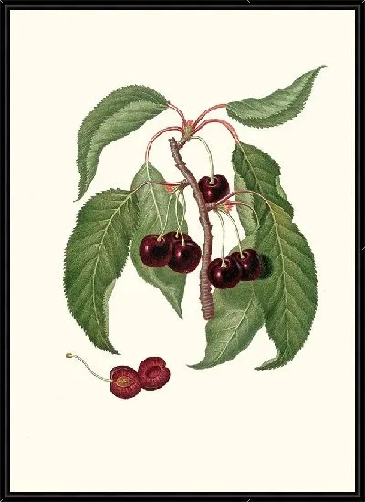 Картина Вишня с твердой мякотью (1817-1839)