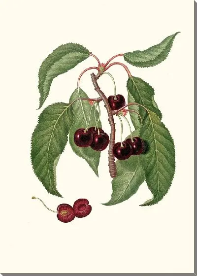 Картина Вишня с твердой мякотью (1817-1839)