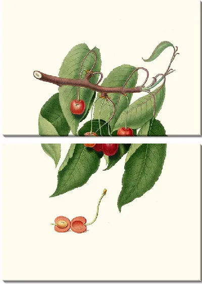 Картина Вишня (1817-1839)